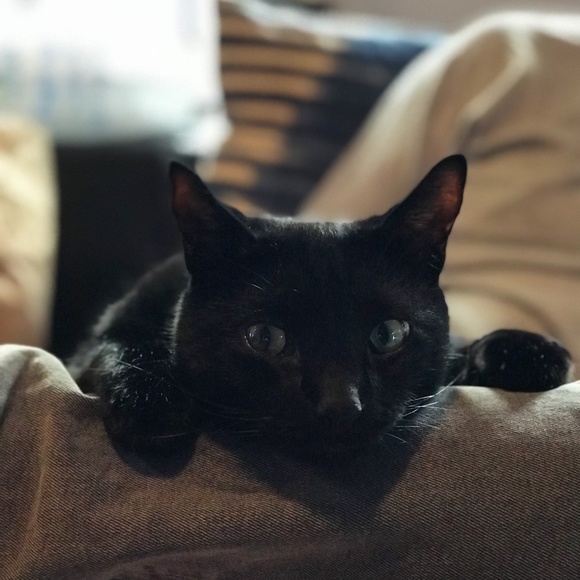 Meet your Posher, Nelson - Picture 2 of 4